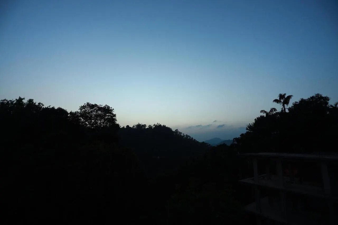 Candle Wood Munnar Anachal India